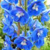 Delphinium Royal Aspirations